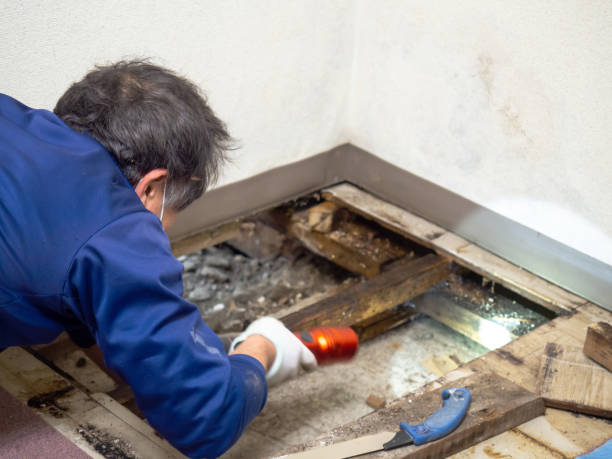 Best Home Mold Removal  in Wardsville, MO