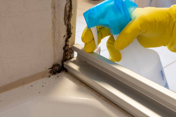 Best Emergency Mold Removal  in Wardsville, MO