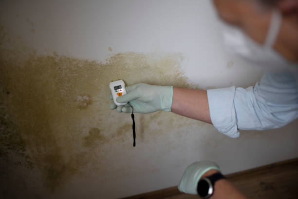 Best Mold Cleaning Services  in Wardsville, MO
