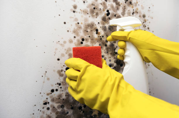 Best Affordable Mold Removal  in Wardsville, MO