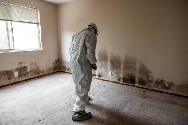 Best Mold Removal Company Near Me  in Wardsville, MO