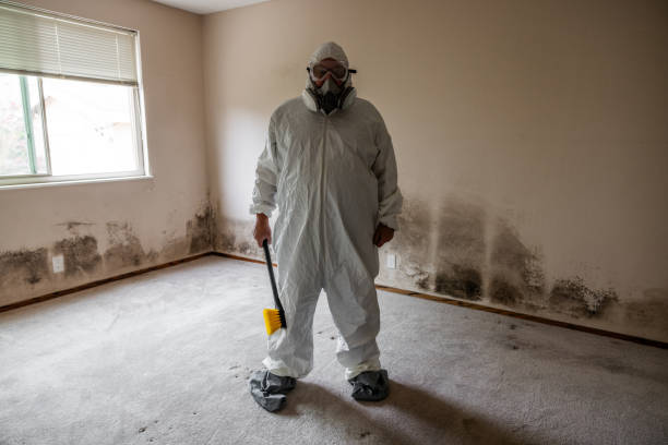 Best Mold Damage Repair  in Wardsville, MO