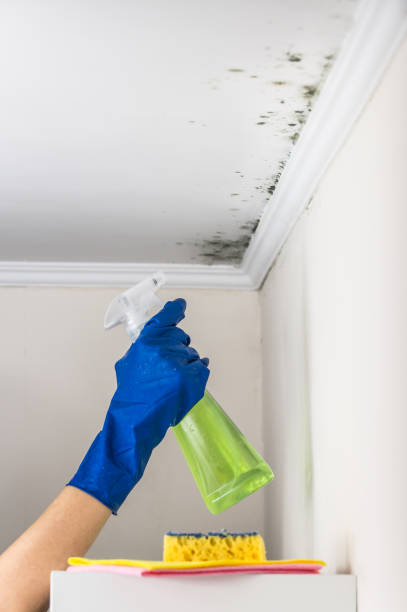 Trusted Wardsville, MO Mold Removal Experts
